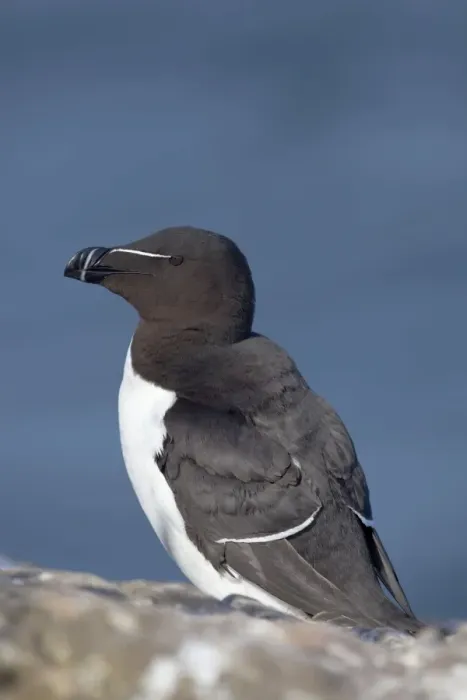 Framed Print : Razorbill. DAC-42. Razorbill. Alca torda Framed Print : Razorbill. DAC-42. Razorbill. Alca torda