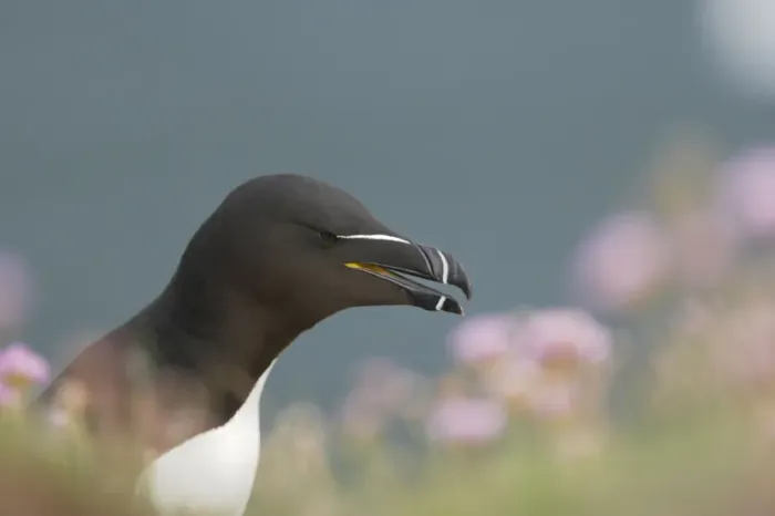 Framed Print : Razorbill Alca torda Fowlsheugh RSPB Reserve Grampian, UK BI010148 Framed Print : Razorbill Alca torda Fowlsheugh RSPB Reserve Grampian, UK BI010148