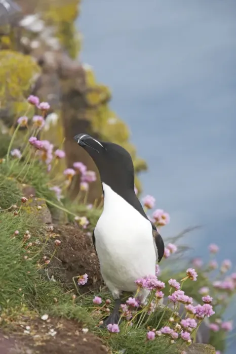 Framed Print : Razorbill - On cliff Alca torda Fowlsheugh RSPB Reserve Grampian, UK BI010136 Framed Print : Razorbill - On cliff Alca torda Fowlsheugh RSPB Reserve Grampian, UK BI010136