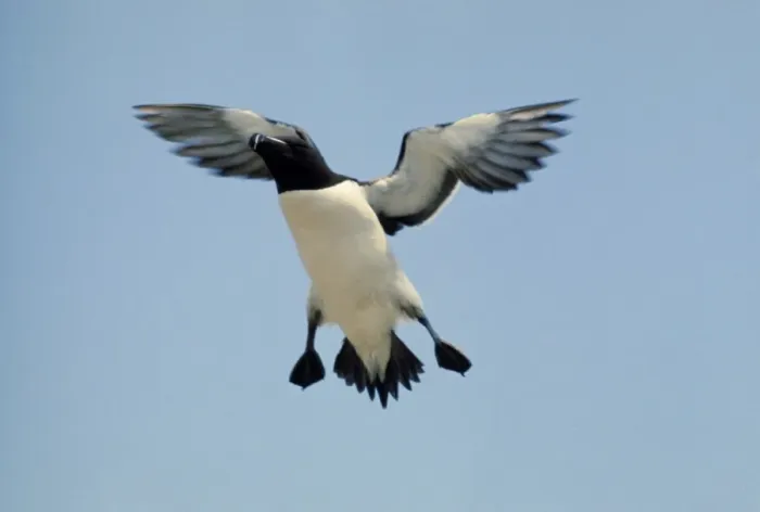 Framed Print : Razorbill In flight Framed Print : Razorbill In flight
