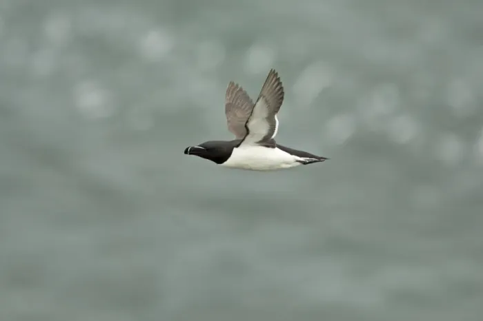 Framed Print : Razorbill - In flight Alca torda Fowlsheugh RSPB Reserve Grampian, UK BI010103 Framed Print : Razorbill - In flight Alca torda Fowlsheugh RSPB Reserve Grampian, UK BI010103