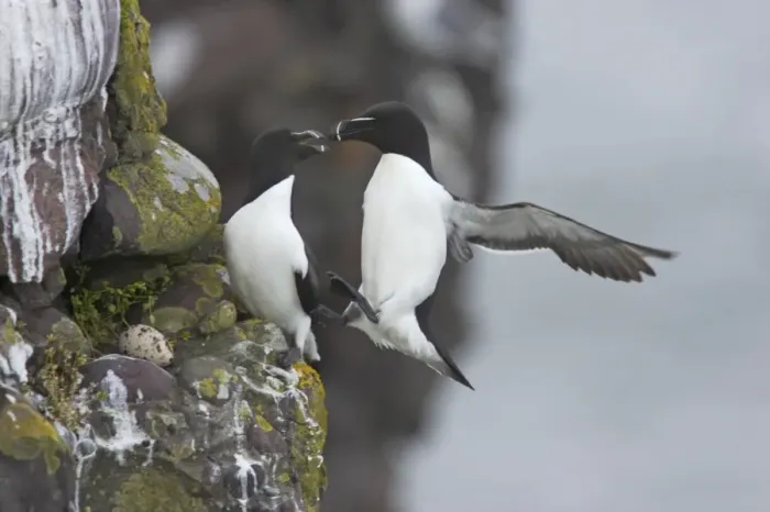Framed Print : Razorbill - Landing on cliff Alca torda Fowlsheugh RSPB Reserve Grampian, UK BI010112 Framed Print : Razorbill - Landing on cliff Alca torda Fowlsheugh RSPB Reserve Grampian, UK BI010112