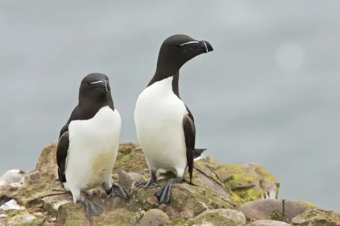 Framed Print : Razorbill - Pair Alca torda Fowlsheugh RSPB Reserve Grampian, UK BI010101 Framed Print : Razorbill - Pair Alca torda Fowlsheugh RSPB Reserve Grampian, UK BI010101