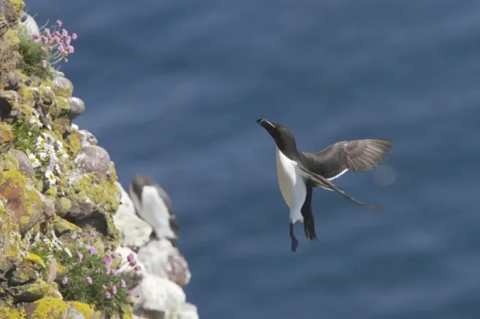 Framed Print : Razorbill - Returning to breeding cliff Alca torda Fowlsheugh RSPB Reserve Grampian, UK BI010151 Framed Print : Razorbill - Returning to breeding cliff Alca torda Fowlsheugh RSPB Reserve Grampian, UK BI010151