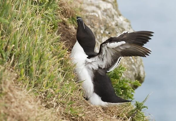 Razorbill - returning to cliffs and stretching wings - June