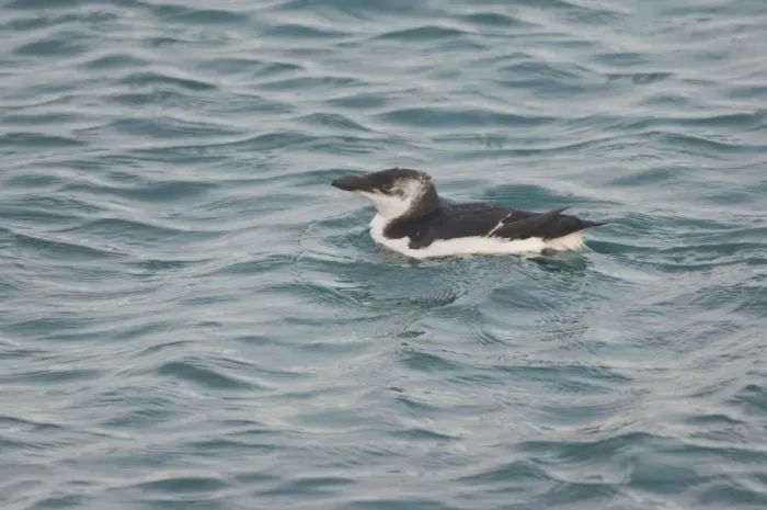 Framed Print : Razorbill - at sea in 1st winter Framed Print : Razorbill - at sea in 1st winter