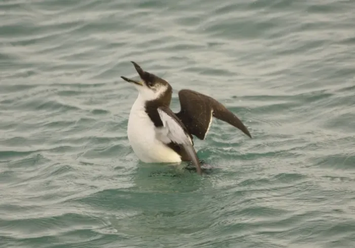 Framed Print : Razorbill - at sea in winter Framed Print : Razorbill - at sea in winter