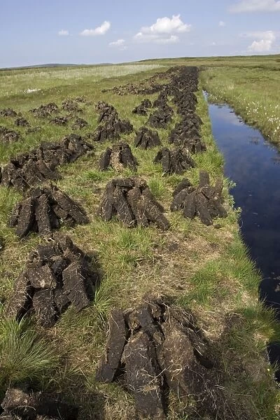 Recently dug peat blocks drying Isle of Islay Scotland UK