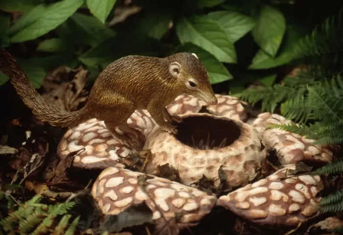 Framed Print : Reconstruction: Tree Shrew on Rafflesia Framed Print : Reconstruction: Tree Shrew on Rafflesia