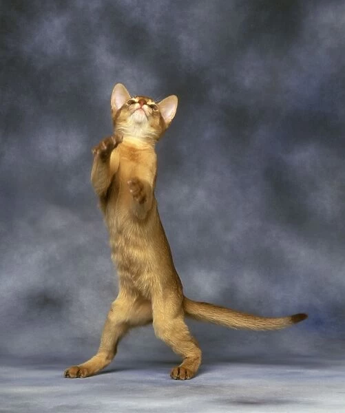 Red Abyssinian Cat - standing on hind legs