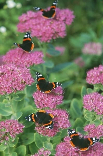Red ADMIRAL Butterflies - on ice plant  /  Sedum