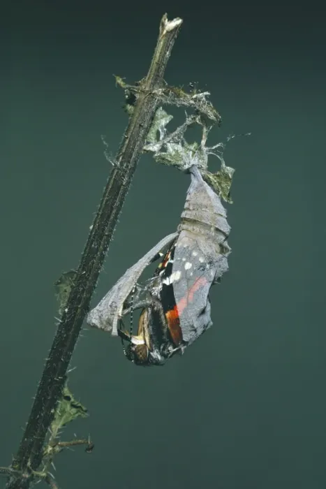 Framed Print : Red Admiral Butterfly - emerging from pupa Framed Print : Red Admiral Butterfly - emerging from pupa