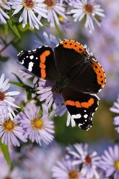 Red Admiral Butterfly-Feeding upon aster flowers Lower Saxony, Germany