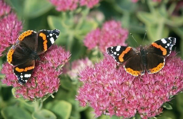 Red Admiral Butterfly - feeding on flower nectar
