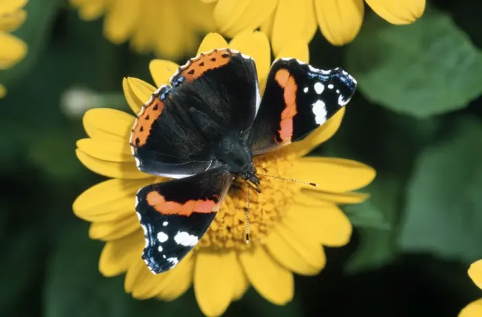Framed Print : Red Admiral Butterfly - feeding on flower nectar Framed Print : Red Admiral Butterfly - feeding on flower nectar