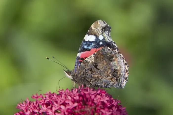 Framed Print : Red Admiral Butterfly - feeding on Valerian Flower Essex, UK IN000987 Framed Print : Red Admiral Butterfly - feeding on Valerian Flower Essex, UK IN000987