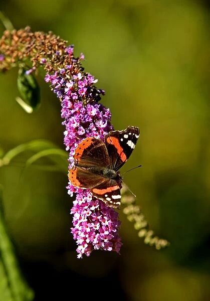 Red Admiral Butterfly on Lilac
