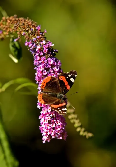Framed Print : Red Admiral Butterfly on Lilac Framed Print : Red Admiral Butterfly on Lilac