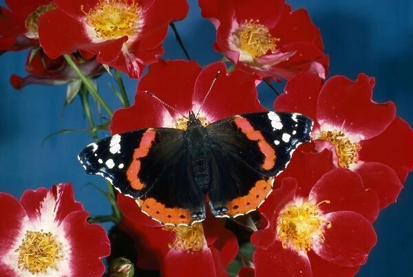 Red Admiral Butterfly - on rose