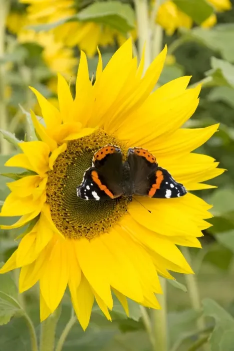 Framed Print : Red Admiral Butterfly on Sunflower. UK Framed Print : Red Admiral Butterfly on Sunflower. UK