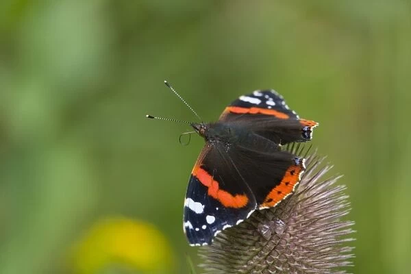 Red Admiral Butterfly - on teasel - UK