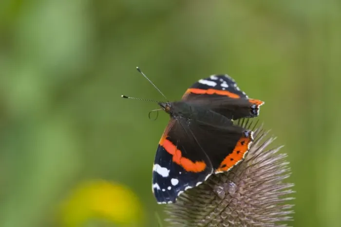 Framed Print : Red Admiral Butterfly - on teasel - UK