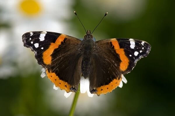Red Admiral - Piedmont - Italy