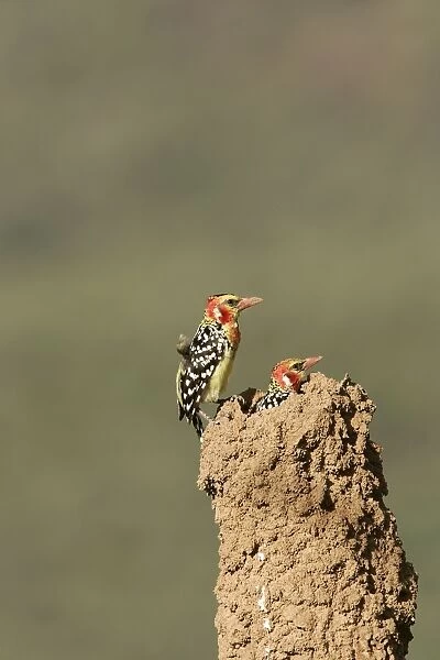 Red-and-Yellow Barbet - pair at nest built in termite mound. Kenya - Africa