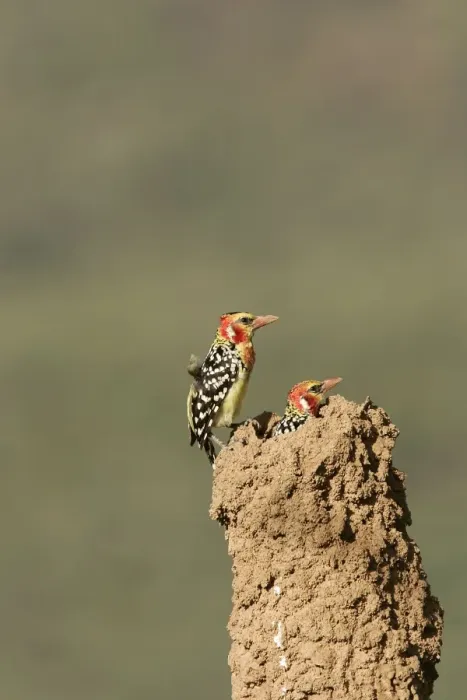 Framed Print : Red-and-Yellow Barbet - pair at nest built in termite mound. Kenya - Africa Framed Print : Red-and-Yellow Barbet - pair at nest built in termite mound. Kenya - Africa