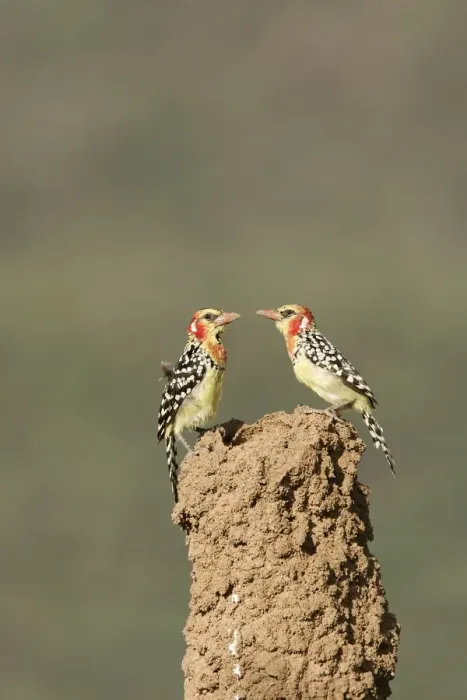 Framed Print : Red-and-Yellow Barbet - pair at nest built in termite mound chimney. Kenya - Africa Framed Print : Red-and-Yellow Barbet - pair at nest built in termite mound chimney. Kenya - Africa