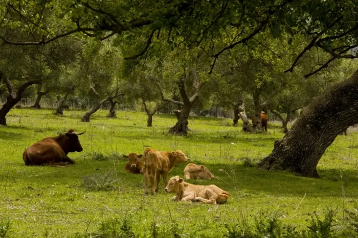 Framed Print : Red Andalucian cattle with calves grazing in Holm Oak dehesa, near El Bosque, Sierra de Grazalema, SW Spain Framed Print : Red Andalucian cattle with calves grazing in Holm Oak dehesa, near El Bosque, Sierra de Grazalema, SW Spain