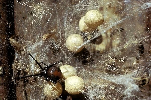 Red-back Spider - Female and egg sacs in old tin, Australia JPF03013