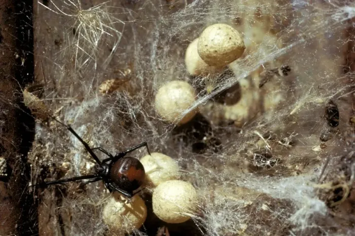 Framed Print : Red-back Spider - Female and egg sacs in old tin, Australia JPF03013 Framed Print : Red-back Spider - Female and egg sacs in old tin, Australia JPF03013