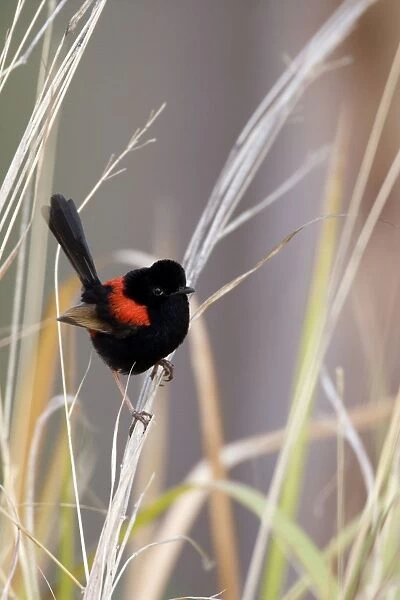 Red-backed Fairy Wren - adult sits on dried-up grass looking about - Atherton Tablelands, Queensland, Australia