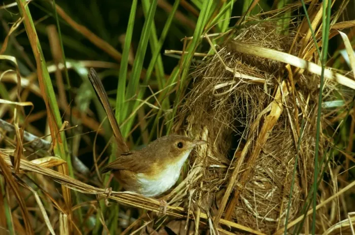 Framed Print : Red-backed Fairy Wren - Female at nest - Northern New South Wales, Australia JPF07914 Framed Print : Red-backed Fairy Wren - Female at nest - Northern New South Wales, Australia JPF07914