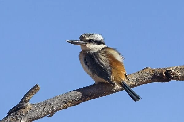 Red-backed Kingfisher - near Ti Tree - Northern Territory - Australia