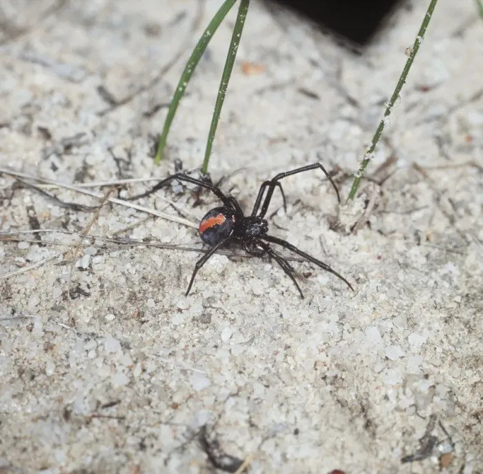 Framed Print : Red Backed / Redback Spider Very venemous Australia Framed Print : Red Backed / Redback Spider Very venemous Australia