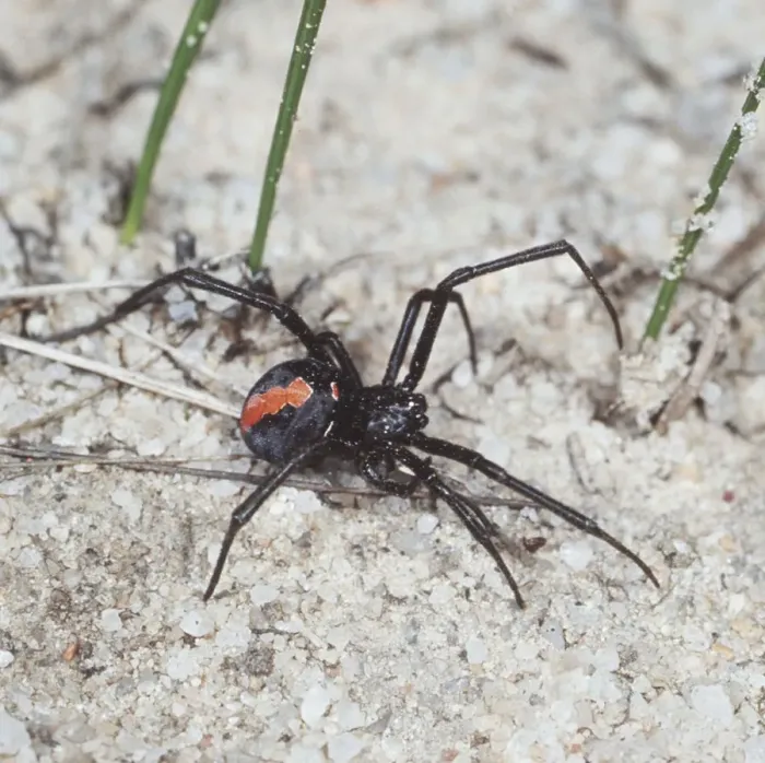 Framed Print : Red Backed  /  Redback Spider Very venemous Australia