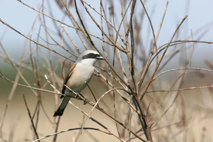 Framed Print : Red-backed Shrike. Bulgaria Framed Print : Red-backed Shrike. Bulgaria