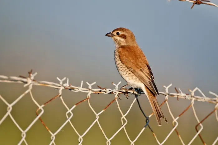 Framed Print : Red- backed Shrike - female perched on barbed wire fence - Lesvos Framed Print : Red- backed Shrike - female perched on barbed wire fence - Lesvos