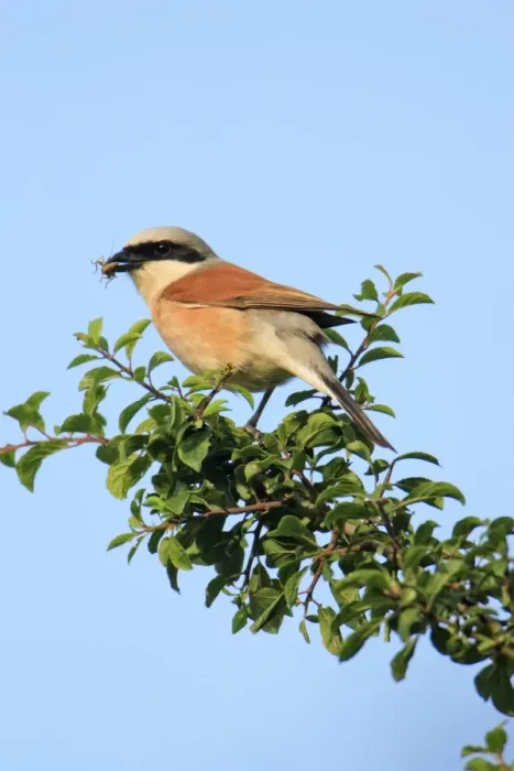 Framed Print : Red-backed Shrike - male with food in bill, Lower Saxony, Germany Framed Print : Red-backed Shrike - male with food in bill, Lower Saxony, Germany