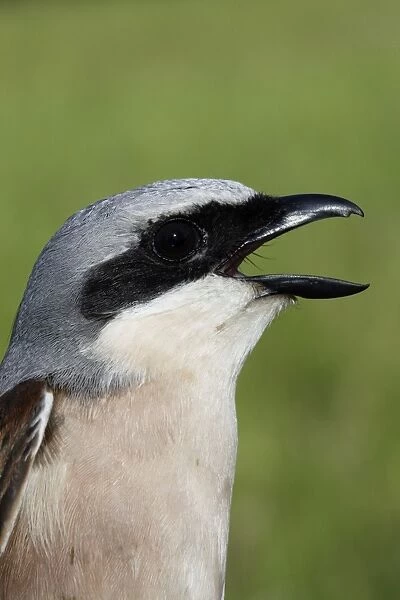 Red-backed Shrike - Male with mouth open