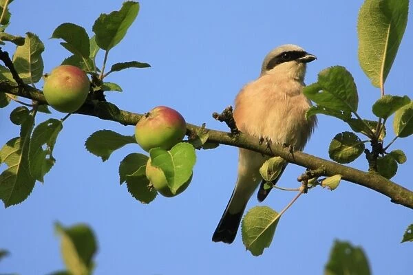 Red-backed Shrike - male perched in apple tree, Lower Saxony, Germany