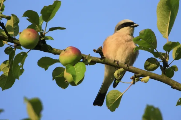 Framed Print : Red-backed Shrike - male perched in apple tree, Lower Saxony, Germany Framed Print : Red-backed Shrike - male perched in apple tree, Lower Saxony, Germany