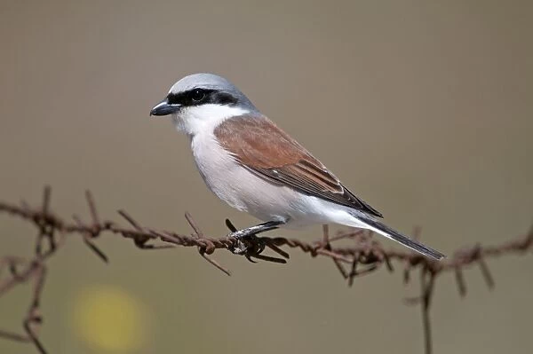 Red- backed Shrike - male perched on barbed wire - Lesvos