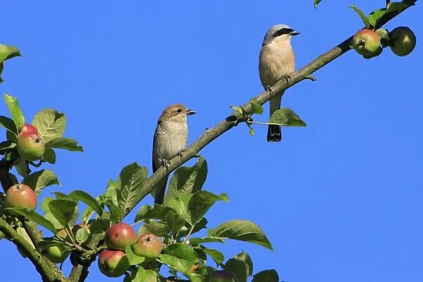 Red-backed Shrike - pair perched in apple tree, Lower Saxony, Germany