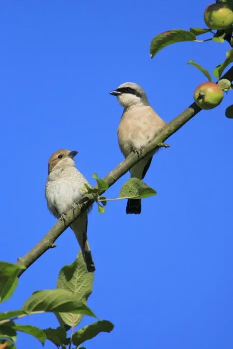 Framed Print : Red-backed Shrike - pair perched in apple tree, Lower Saxony, Germany Framed Print : Red-backed Shrike - pair perched in apple tree, Lower Saxony, Germany