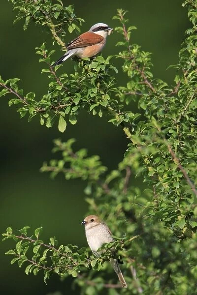 Red-backed Shrike - pair perched on hedge, Lower Saxony, Germany
