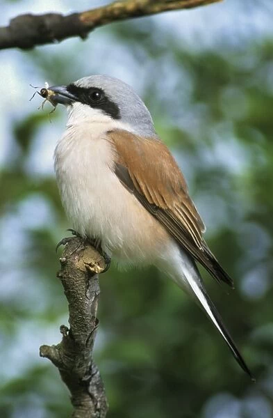 Red-backed Shrike - On tree with insect in beak Torgny, Gaume, Belgium