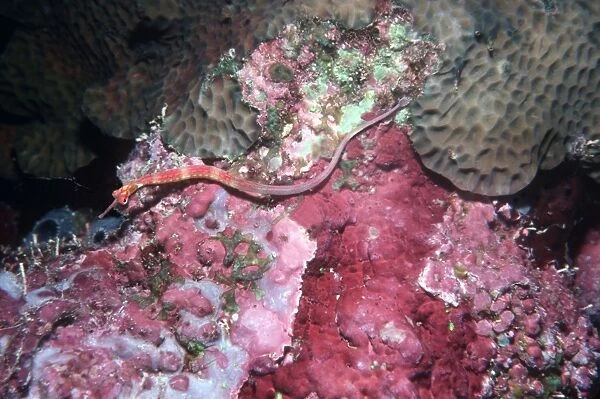 Red Banded Pipefish - Lives on sponges and corals of a similar colour. Ambon, Indonesia, Indo Pacific PIP-012